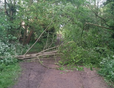 Tree Down