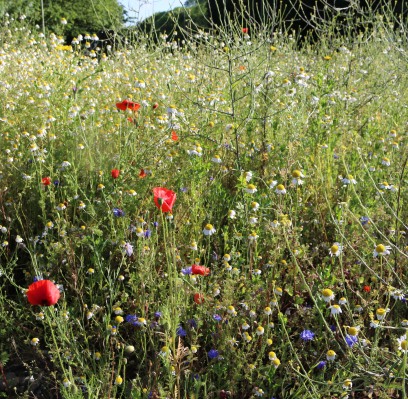 Wildflower / Truck Traffic Island