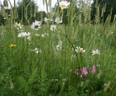 formal wild flowers beds
