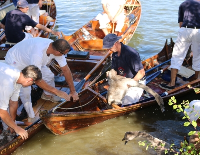 Swan Upping