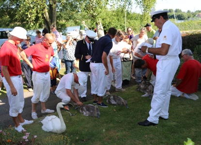 Swan Upping