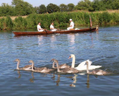 Swan Upping