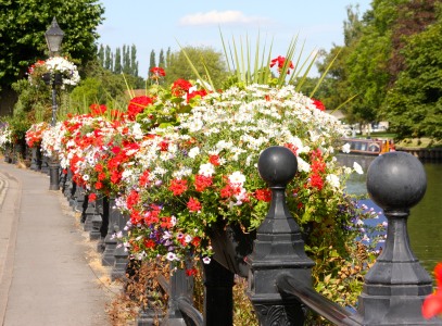 floral displays