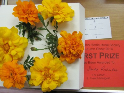 Autumn Horticultural Show