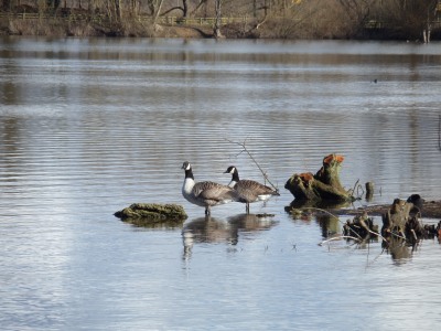 St Davids Day on Radley Lakes