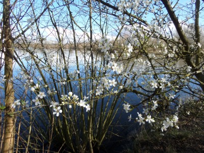 St Davids Day on Radley Lakes