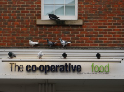 Pigeons enjoy food and the chance to co-operate