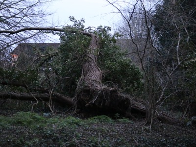 Trees leaning