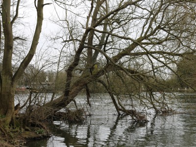 Trees leaning