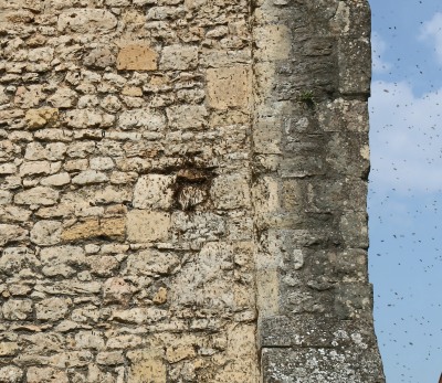 Bee Swarm at St Nics