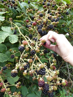 wild Abingdon Blackberries
