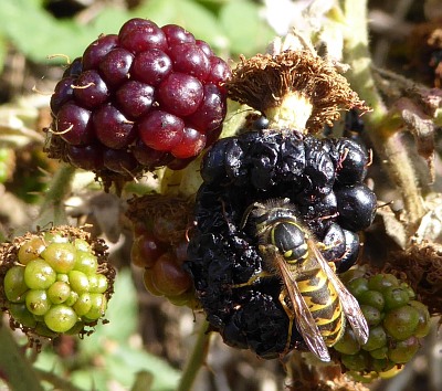 wild Abingdon Blackberries