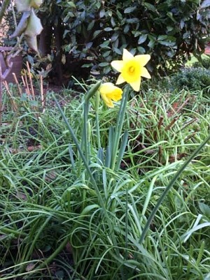 First Daffodils