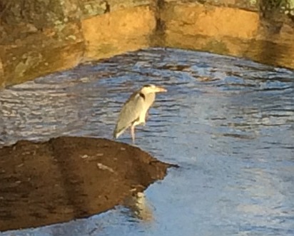 Heron