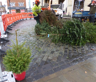 Recycling Christmas Trees