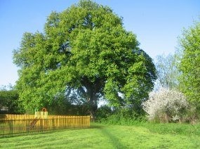 Chestnut Tree