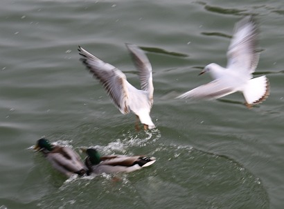 Seagulls on Wilsham Road