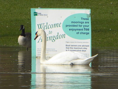 Hens and Swans