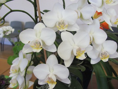 Abingdon Horticultural Society Spring Show