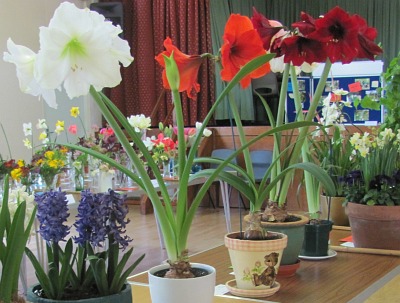Abingdon Horticultural Society Spring Show