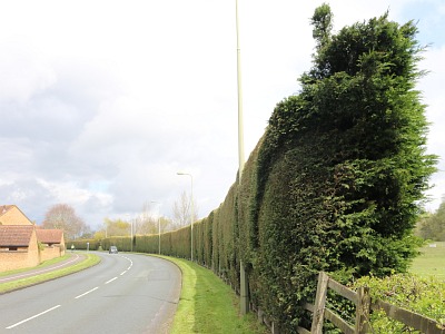 hedge writing