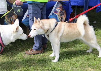 Abingdon Air and Country Show