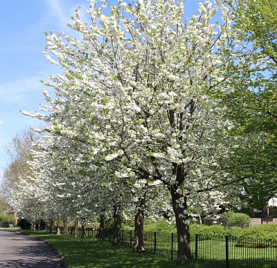 Spring Serenade