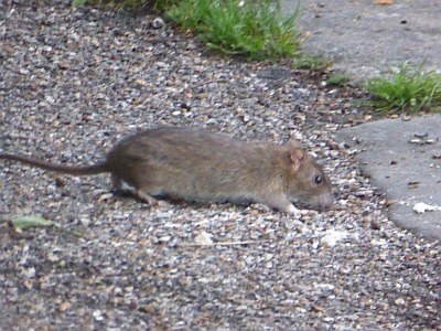 Brown Rats 