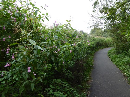 Himalayan Balsam