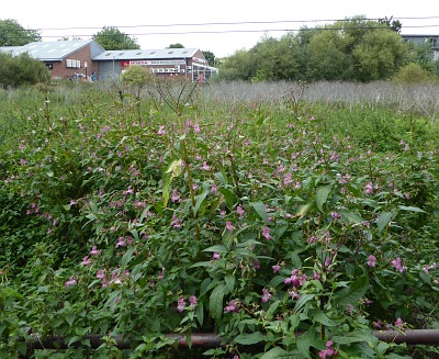 Himalayan Balsam