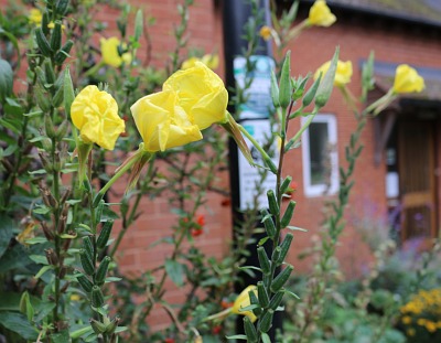 Late Blooms