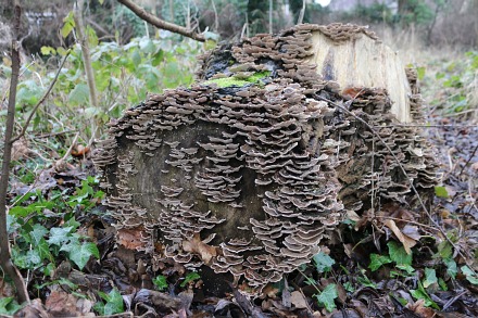 Boxhill Walk Nature Reserve