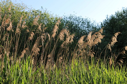 Abbey Fishponds