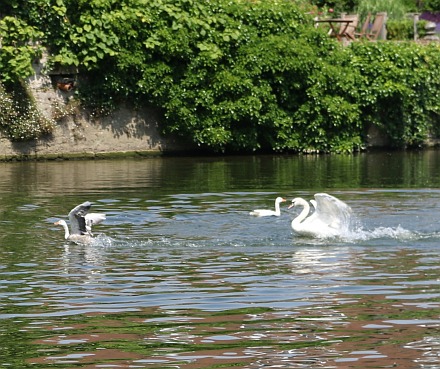 Psycho Swan attacking ducks and geese