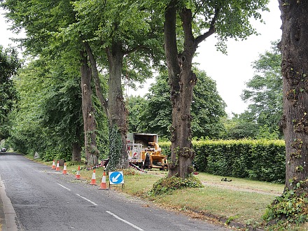 Lime Trees