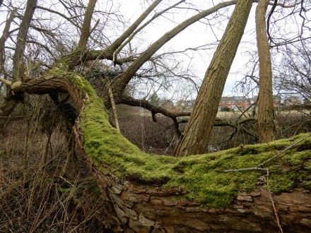 Dragons Teeth