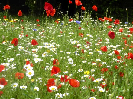 Flowers Coming Home
