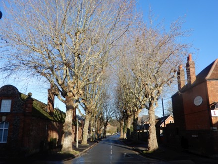 Plane trees