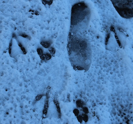Tracking Abingdon Snow