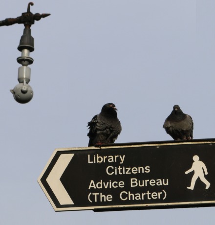 Citizens Advice Bureau with Pigeons