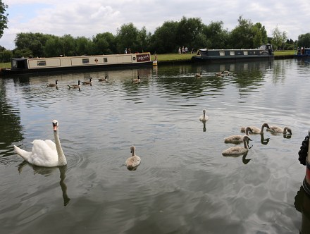 Abingdon Swans