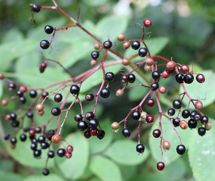 Black and Red Berries