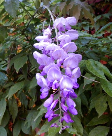 Wisteria second flowering