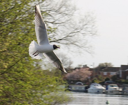 On the River Banks