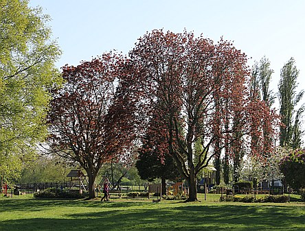 Abbey Grounds