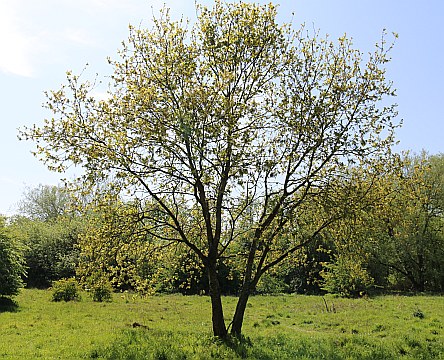 Barton Fields in April