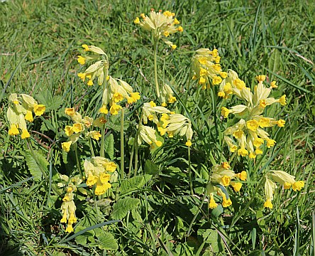 Barton Fields in April