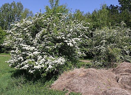 Barton Fields in April