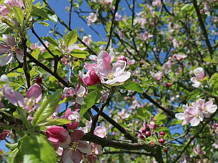 Barton Fields in April