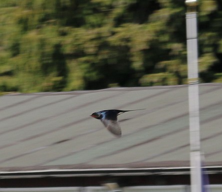 First Swallow
